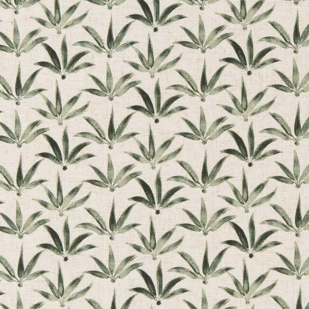 Harmony Aloe